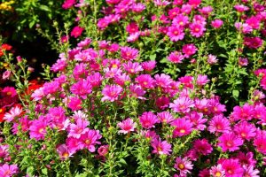 Comment associer les couleurs dans votre jardin pour un effet harmonieux