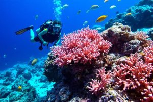 Les plus beaux spots de plongée sous-marine à travers le monde